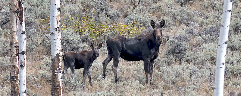 A moose cow and her calf stay aware of intruders in the forest. Shiras moose, the southernmost subspecies, are adversely affected by the changing climate, according to researchers with the University of Wyoming.
