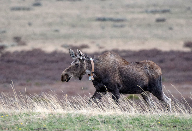 A moose sports a Game and Fish collar armed with a GPS transmitter. Moose cows in the Meeteetse Moose Project have been fitted with special transmitters that turn on video cameras attached to collars immediately after they have given birth.