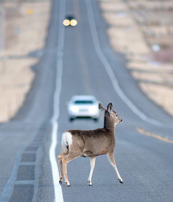 A mule deer crosses U.S. Highway 14/16/20 near Wapiti towards sunset. More than 5,500 mule deer were reported in vehicle accidents each year over the past five years.
