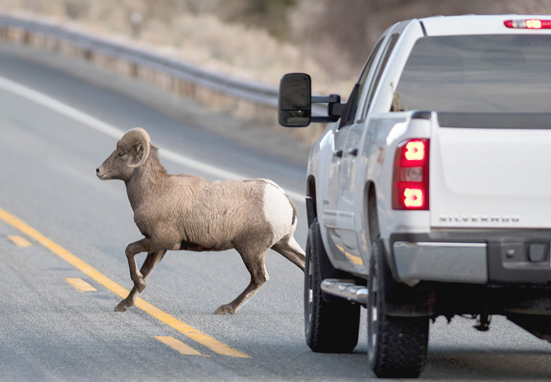 A bighorn sheep ram crosses U.S. Highway 14A in the Shoshone National Forest. While a recent report concentrates on other wildlife, iconic Wyoming species like grizzly bears, bison and bighorn sheep are also in jeopardy on area roads.