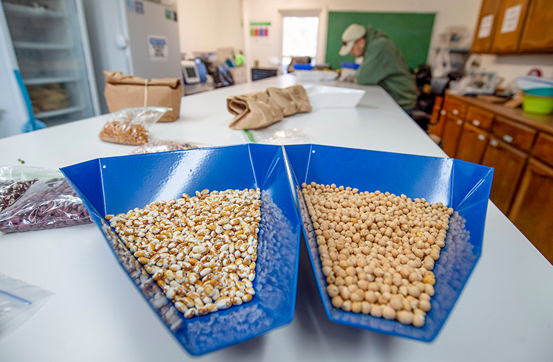 The University of Wyoming’s Powell Research and Extension Center does research on legumes, one of the top crops in the Powell area.