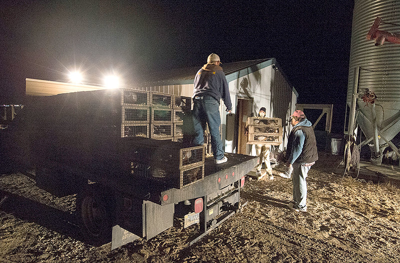 Karl Bear and his crew work to load a truck with game birds after dark at the Diamond Wings Gamebird Farm in Powell. The farm was recently named as the only entity to be able to raise sage grouse in the state.