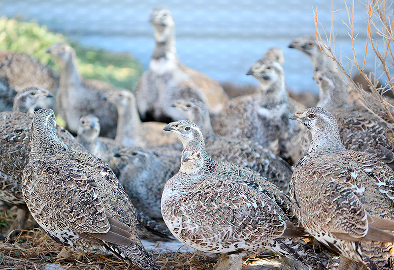 Pen-raised greater sage grouse at the Powell bird farm have done well, with more than 50 birds in the first year broodstock after the farm collected wild eggs from nests in northwest Wyoming last year.