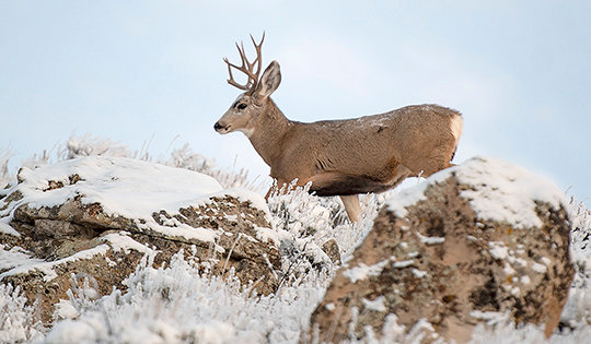 A mule deer buck crests a ridge near Skull Creek while chasing does during the species’ rut last week. The Wyoming Wildlife Taskforce is nearing the end of its 18-month course and will meet for the final time in December.