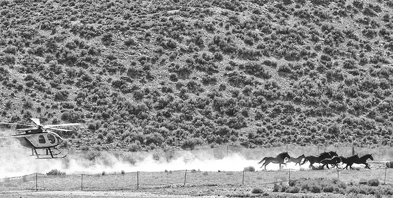 A helicopter drives a band of wild horses into the BLM trap near Superior in October 2021.