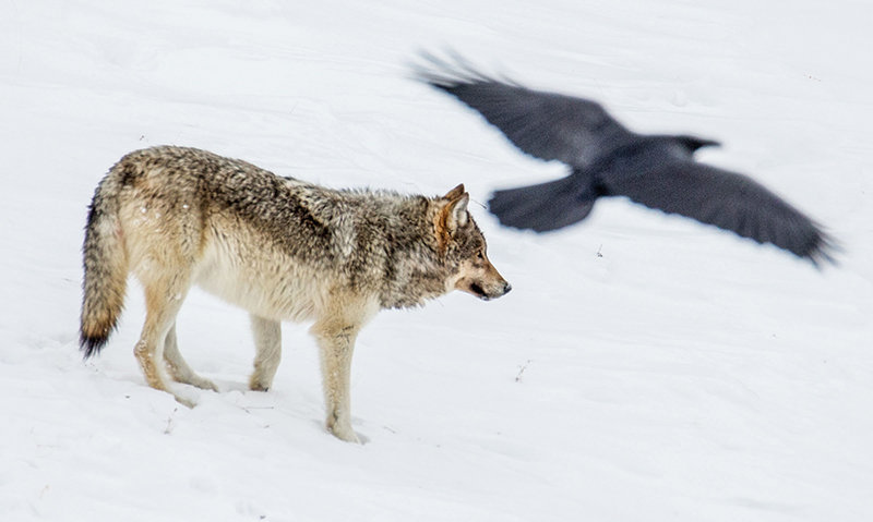 A gray wolf and a crow look toward what remains of a carcass in 2021 in Yellowstone National Park. Researchers found that when humans kill wolves, packs are less likely to reproduce the following spring and stick together.