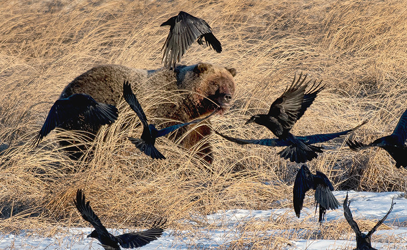 A grizzly bear heading to a bison carcass scatters ravens foraging on the meat. Three grizzly bears in Montana were euthanized after being diagnosed with avian influenza. In Wyoming, the first mammal testing positive for the disease has been sent on to be diagnosed by federal wildlife veterinarians. Two tests are required for a positive designation.