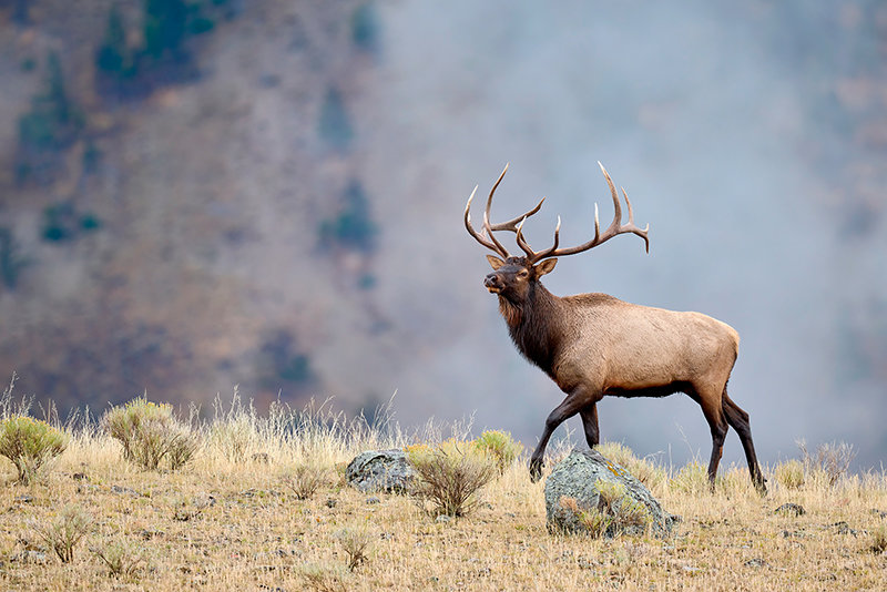 A bull elk became Troy Powell’s trophy, but rather than a head on the wall he has a framed photograph to remember the close encounter. He still hunts, but said photographing species is more exciting than harvesting the meat.