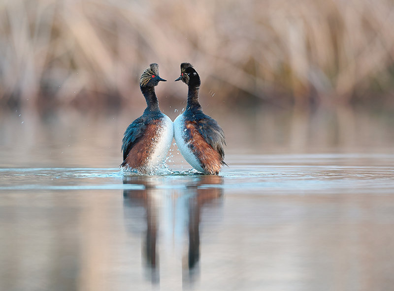 Eared grebes dance at a local reservoir. Troy Powell set up a homemade blind to get a close look at wildlife on the water. ‘When nature can be observed without wildlife knowing you are there, you can see some incredible things,’ he said. The photo won first place in the Wyoming Wildlife Magazine’s annual photo competition.