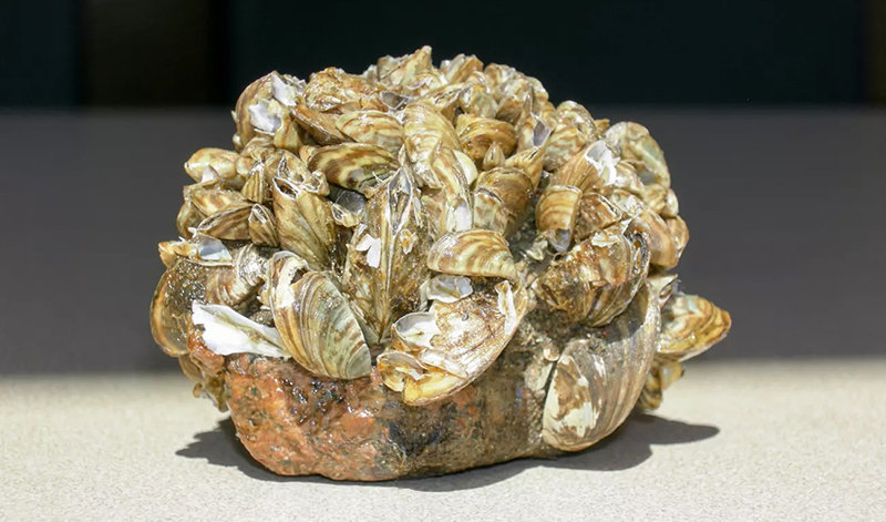 Zebra mussels are an immediate threat to Wyoming waterways after they were discovered less than 30 miles from Wyoming at Pactola Reservoir in the Black Hills of South Dakota.