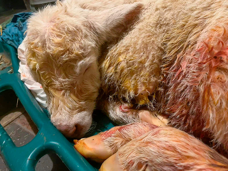The first calf born on Thompson Farms last year sleeps on the sled after the ordeal of nearly dying during her first moments of life. The calf survived the night and is one of the favorites on the farm.