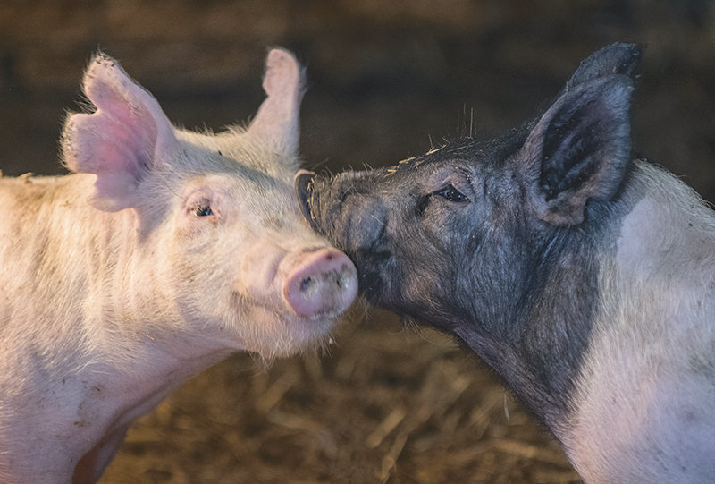 Two piglets from a recent litter greet each other while staying warm under the heat lamps at the Travis Smith farm in Clark. Smith has been supplying show pigs to students in the region for years while also running Sage Wealth Management in Powell.