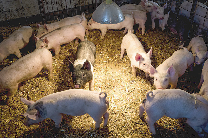 Show pigs stay warm under a heat lamp in the nursery at Travis Smith’s hog operation in Clark.