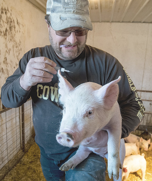 Travis Smith, of Clark, holds one of his prized pigs for sale to 4-H and FFA showmen while trying to administer a shot. Smith is the largest producer of show pigs in the area and sells his stock to students in Wyoming and Montana.
