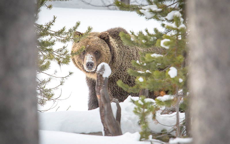Changes in the way grizzly bears are counted in the Greater Yellowstone Ecosystem raised estimates from about 750 to more than 1,000 individuals inside suitable habitat. If the state of Wyoming hosts a hunt in the future, Game and Fish could offer far more licenses to harvest the predator, not including permits to hunt the species outside the boundaries of what has been determined to be suitable habitat, called the demographic monitoring area.