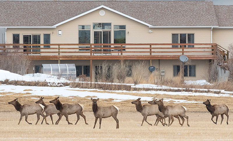 Elk move through the backyard of a Heart Mountain area home, looking for an easy food source. The herd has congregated in the area since just after hunting season.