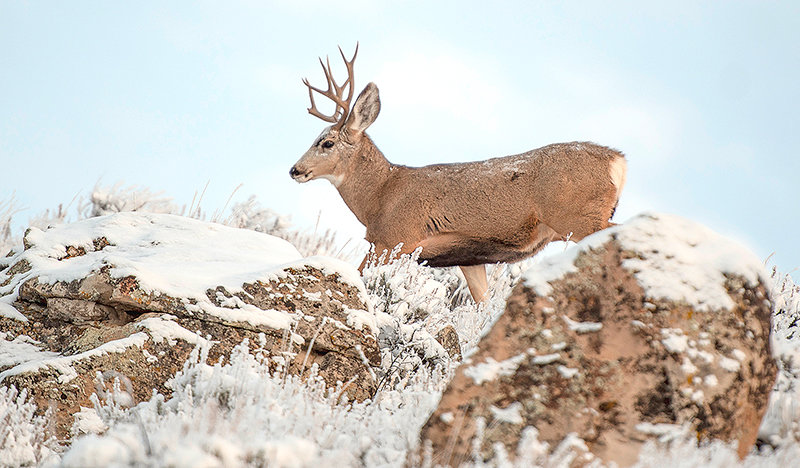 A young mule deer buck chases a doe last November near Heart Mountain. The species has a chronic wasting disease prevalence of 45% in male mule deer in hunt areas around Powell including 121 and 122.