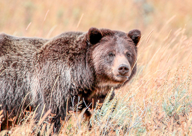 A grizzly bear forages near Wapiti Lake Trail in Yellowstone National Park. Wyoming congresswoman Harriet Hageman has pushed for legislation to remove Endangered Species Act protections from Greater Yellowstone Ecosystem.