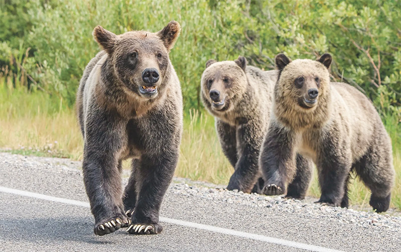 World-famous Grizzly 399 pads down a road, flanked by two yearling cubs, in 2021.