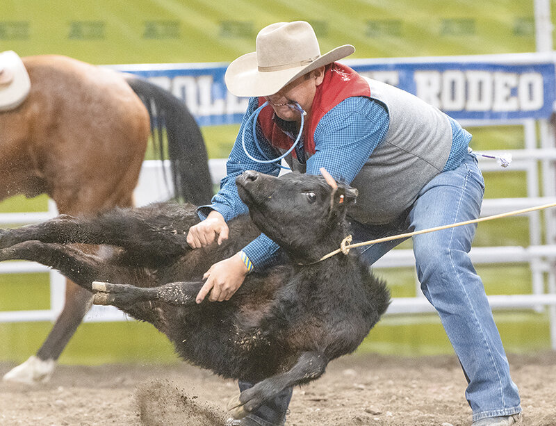 Kaydin Small flips over his calf during the tie down roping on Friday. The Trappers will hope to show improvement in the second weekend of spring action in Miles City.
