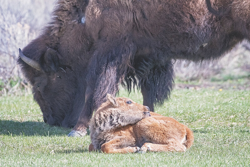 A baby bison (aka red dog) relaxes in the afternoon sun Sunday with mom closely behind near Mammoth Hot Springs in Yellowstone National Park. The East Gate opened Friday morning and the South Gate is scheduled to open May 12.