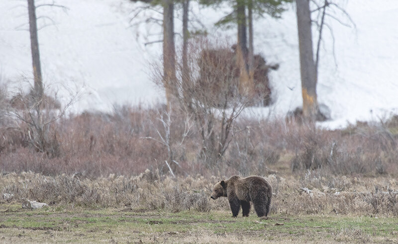 A grizzly bear boar forages for roots Friday near the Lamar River, much to the joy of nearby visitors entering the park on the first day the East Gate was open to motorized vehicles.