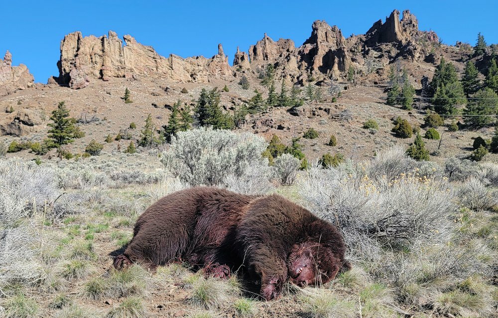 A 530-pound boar grizzly bear was found dead near Newton Creek Picnic Site on the morning of May 1. A Cody hunter has been charged with killing the animal.