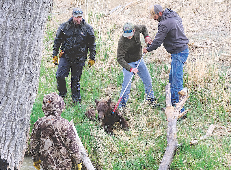 Quick and other responders watch the dozing bear after fishing it out of the ditch, before taking it up to a live trap for transport to the regional headquarters and then back to the mountains.