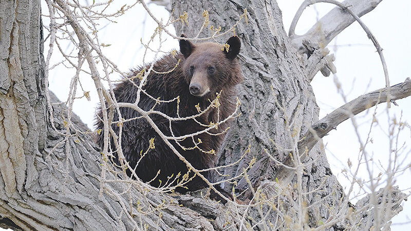 The 4-year-old black bear was seen by multiple farmers north of Powell running through fields, which led to Game and Fish responding and eventually treeing the bear.