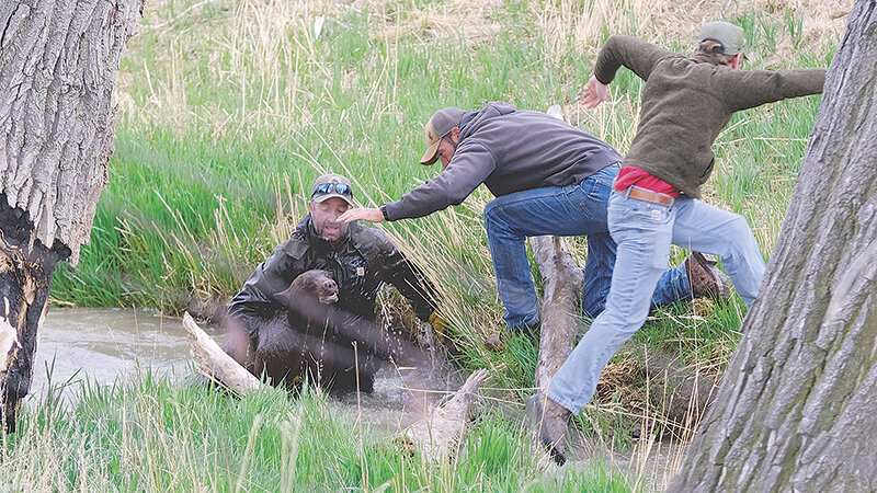 Cody Region Game and Fish Large Carnivore Biologist Phil Quick holds a black bear above the water in an irrigation ditch after darting the bear to get it out of a tree next to farm fields north of Powell. Other Game and Fish staff and a government trapper assisted in the rescue.