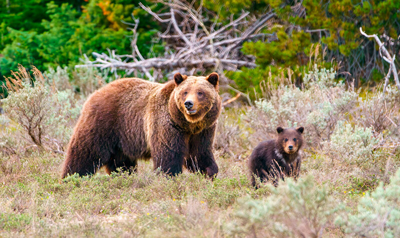 Grizzly 399 and her single cub of the year wander through Grand Teton National Park after emerging from the forest in May after winter hibernation.