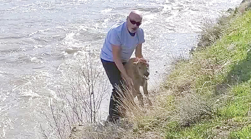 An unidentified visitor at Yellowstone National Park is seen interfering with a bison calf near Soda Butte Creek last week. Park officials are searching for information about the man.
