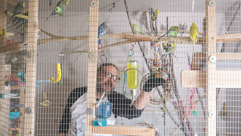 Chad Eagleton has raised or rescued 29 Budgerigar Parakeets which he has begun adopting out to fund private educational grants for people wishing to pursue a mental health care career.