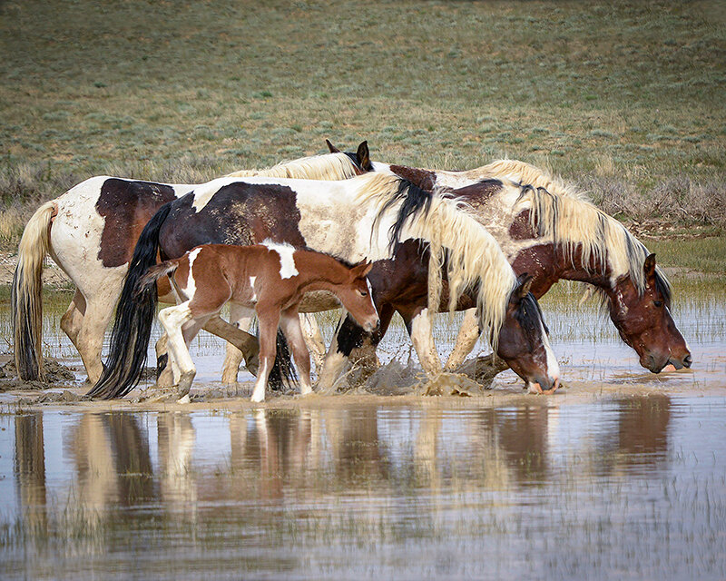 A foal among the McCullough Peaks herd of wild horses takes a drink at a watering hole.