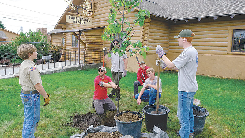Powell Boy Scout Ryder Deboer (from left) gauges the straightness of a tree being planted outside the Homesteader Museum on June 3 as Homesteader Roots founder Josh Pomeroy holds the tree and fellow scouts Gabriel Villalobos, Wyatt Hill, Wessley Nunn and Ayden Heine look on after digging a large hole for the tree.