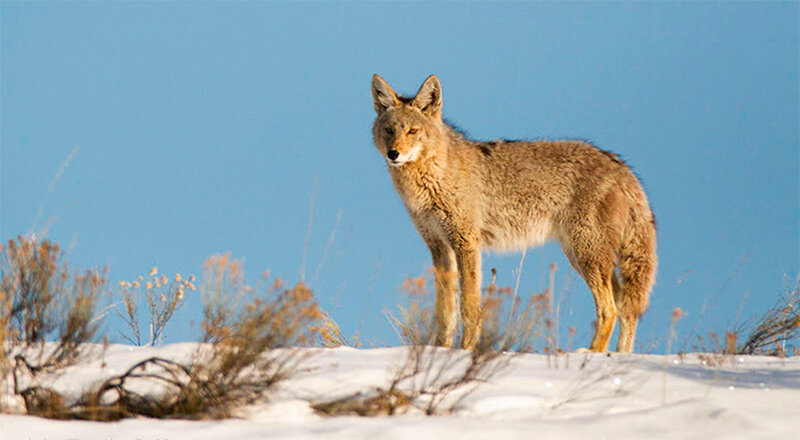 A coyote pauses on the crest of a hill in western Wyoming during the spring of 2023.