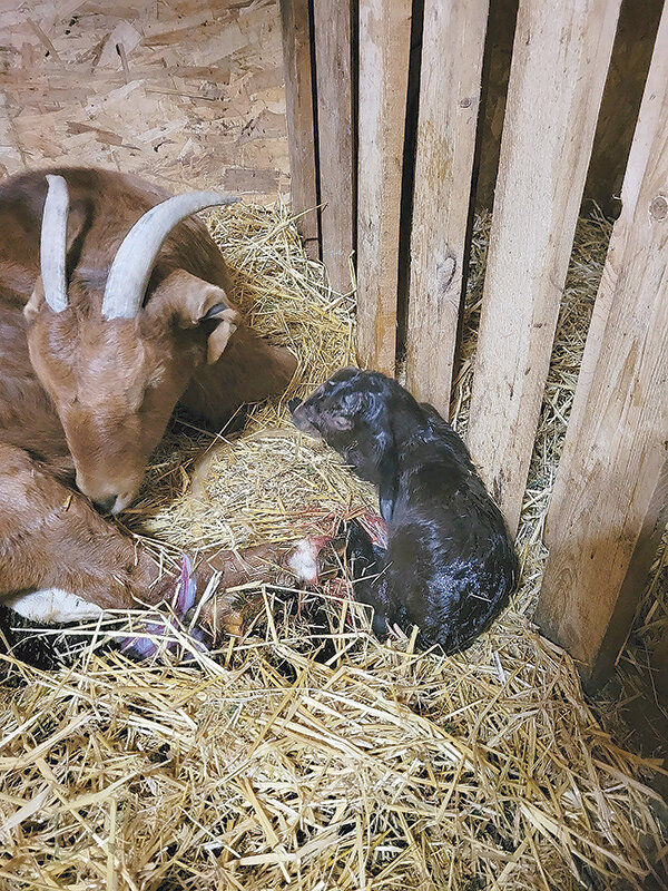 A freshly born baby goat, still covered in ‘goo’ lies down next to its mother. The Lejeune family has raised meat goats and the occasional Nubian for the past eight years.
