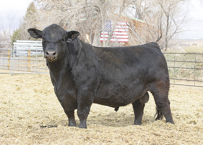 Black Summit focuses on breeding seed stock and has been selling 80 bulls each spring, with some bulls going to ranches as far as California and Kansas.