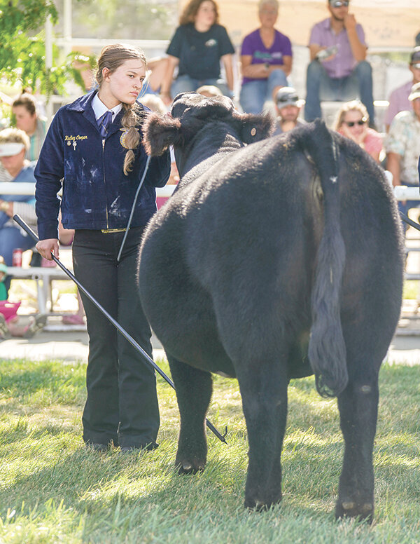 Hadley Cooper has shown her cow Layla in dozens of regional shows, including the Denver Stock Show.