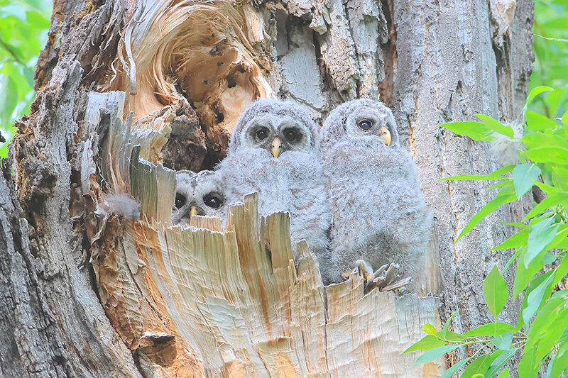 Tom Stanton first glimpsed evidence that barred owls had successfully bred in Wyoming on June 28, 2023, when two fluffy chicks poked their heads from the tree cavity. Their mother watched from the cavity.
