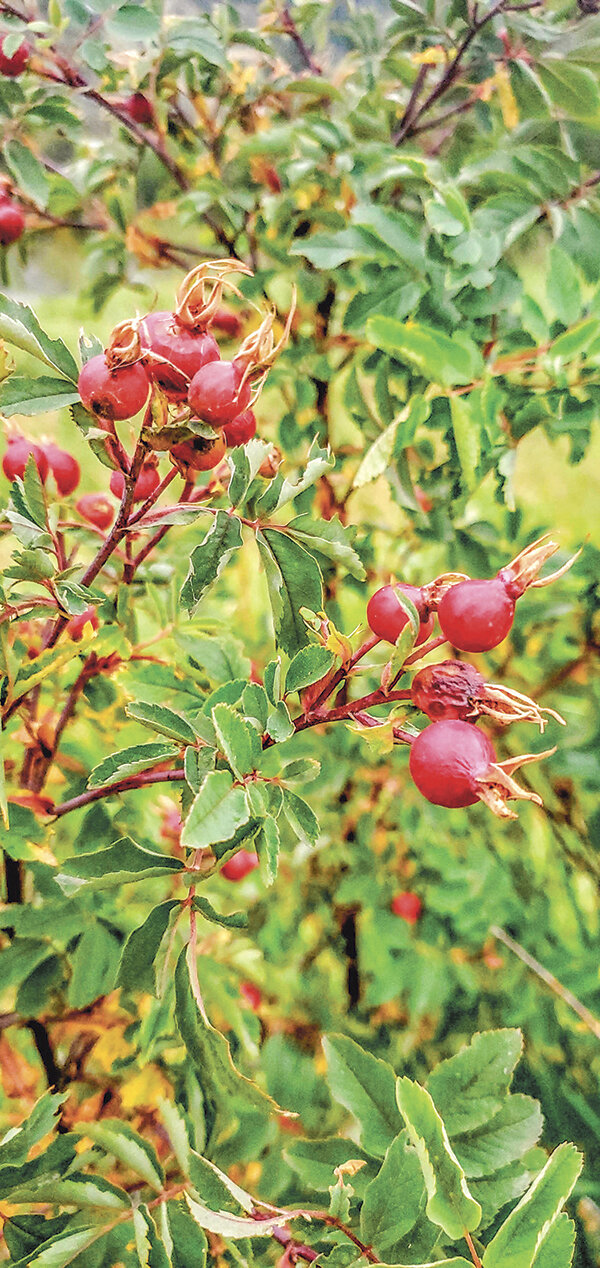 Rose hips are a naturally occurring berry with concentrated amounts of vitamin C. Some studies show that getting vitamin C from natural sources is more effective than ascorbic acid, which may not be absorbed well by the body.
