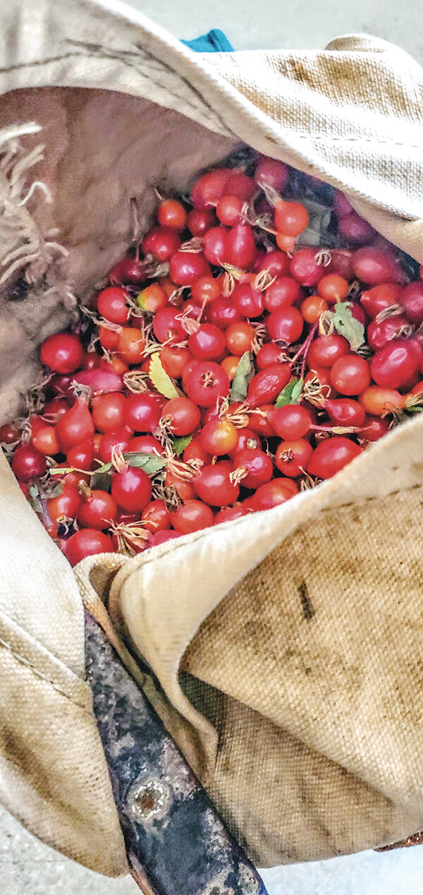 Rose hips can be harvested in Wyoming and a one cup serving contains at least 550 mgs of vitamin C. Wild rose hips can contain up to 10x as much vitamin C, said Heather Jones of Enchantment Creek Apothecary.
