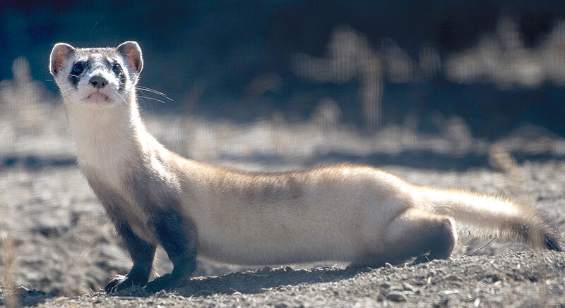 Endangered species, like Wyoming’s black-footed ferret, enjoy the protections of the Endangered Species Act. While the Biden administration attempts to roll back changes to the landmark legislation made during the Trump administration, Wyoming’s senators are trying to defund the rollback process to halt changes.