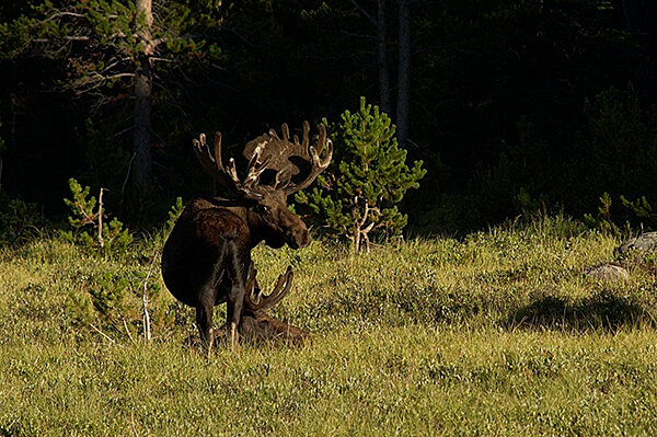 Bull moose hang out in a field in the Bighorn Mountains.