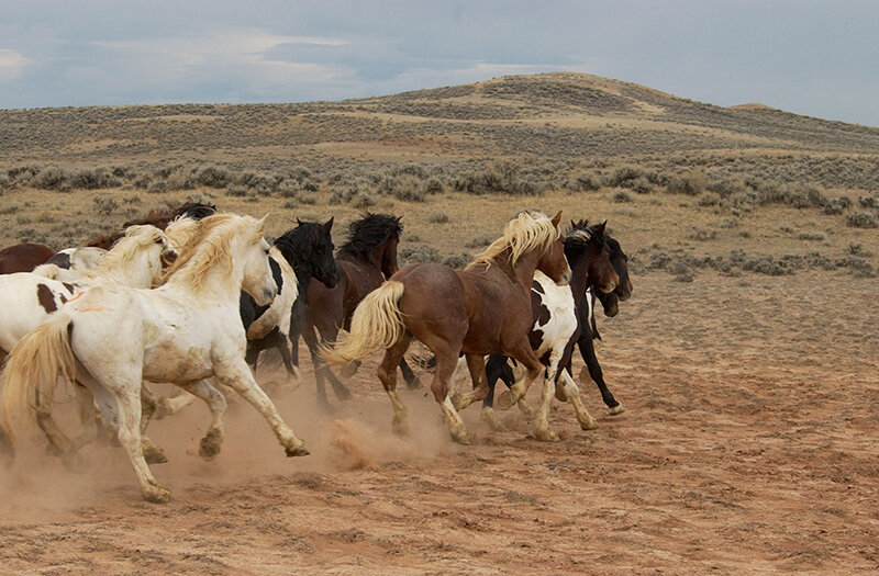 The release of these McCullough Peaks stallions on Oct. 7, 2004, following a few days confinement during a BLM gather, created a rush of primal emotion as they raced away to reclaim their freedom.