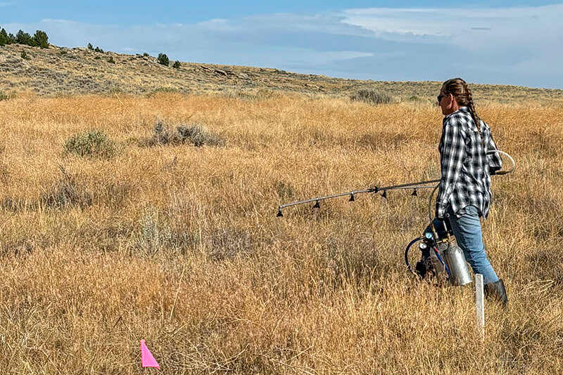 Cross-boundary cheatgrass partnership off to a strong start | Powell Tribune