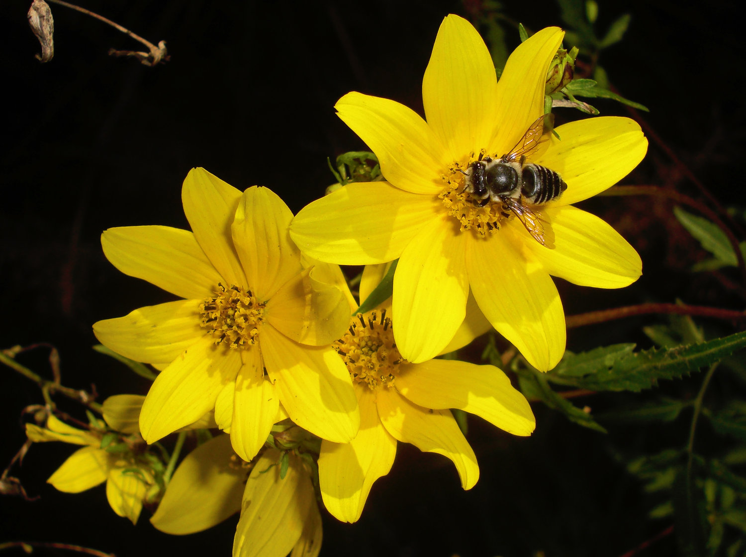 Honeybees are great pollinators.