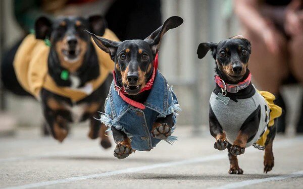 One of the events at this year’s Pets Rock! Fest is the inaugural Running of the Weiners, in which all local weiner dogs are invited to run.