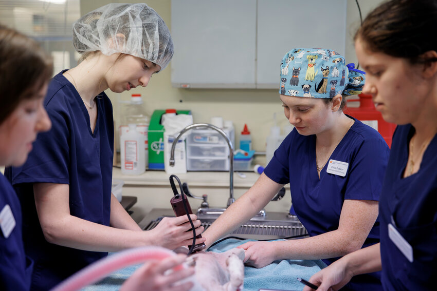 VETERINARY GRADS – UT Martin veterinary graduates Micayla Hickman (left center) of Smyrna and Chloe Dobson (right center) of Hixson are shown doing a procedure as part of experiential training in a lab with assistance from Mackenzie Moody (far left) of Dyersburg and Courtney Wilbanks of Bolivar. Dobson and Moody are two of 20 UTM veterinary graduates attending the University of Tennessee College of Veterinary Medicine, while Hickman will attend the Royal Veterinary College in London and Wilbanks will be a veterinary technician in West Tennessee.