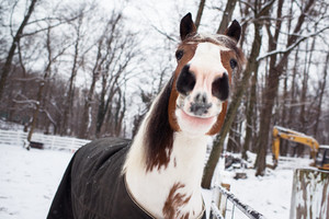 Apollo the horse gives a visitor a friendly grin, perhaps hoping for a carrot or a lump of sugar, as he stands in his pen in the Van Cortlandt Park stables on a snowy Tuesday, Jan. 6, 2015